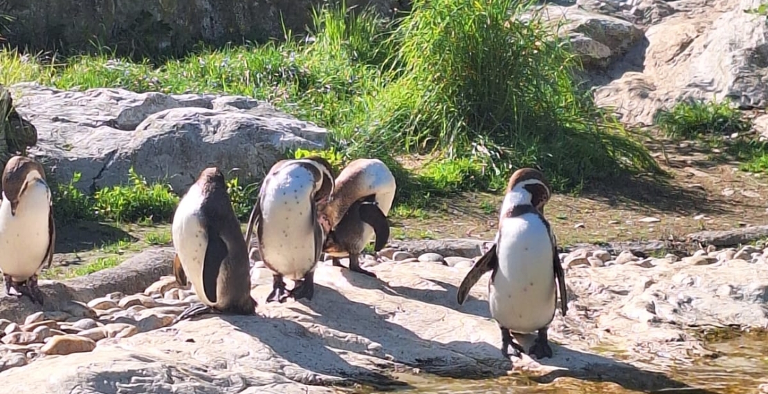 Zwischen Robben, Pinguinen und Polarium