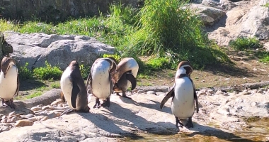 Zwischen Robben, Pinguinen und Polarium